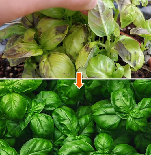 495274883 122192723504279931 5489939442761819227 N