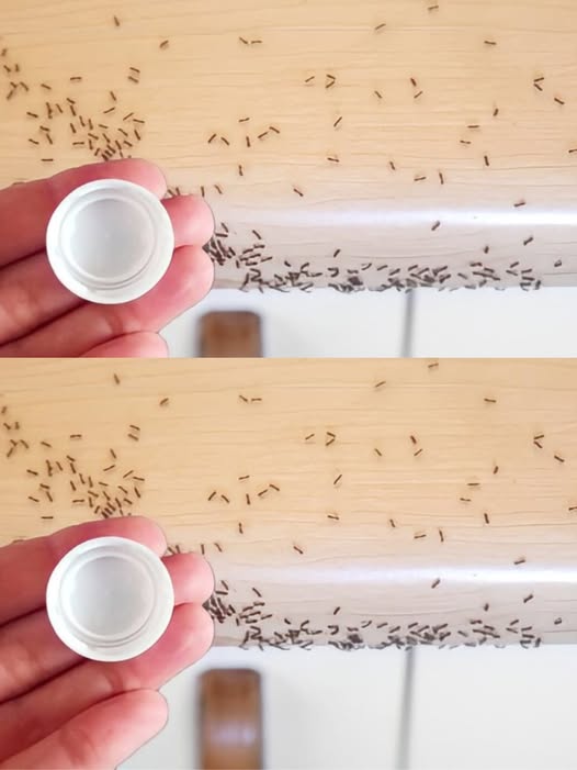 495316908 122192764442279931 5782988915422575683 N