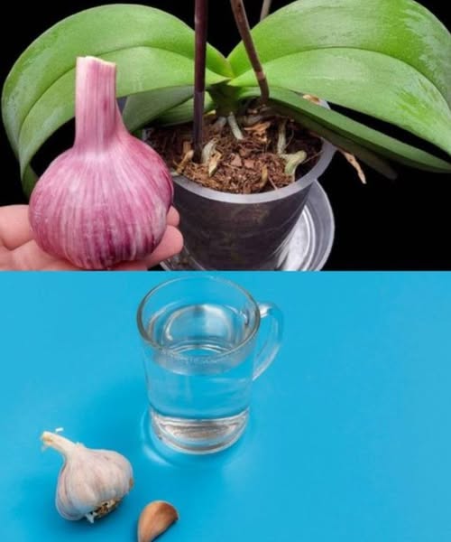 496252959 122193746666279931 1178891982292953665 N