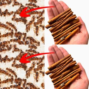 496793203 122194125188279931 6422737328937886188 N