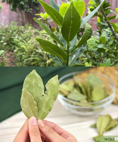 497621812 122194123664279931 7615926732310436627 N