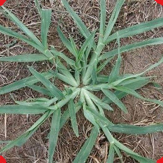 499247497 122194653722279931 3156472795766058797 N