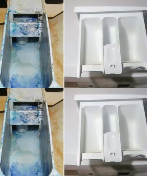 499582843 122194647812279931 7499188423579726018 N