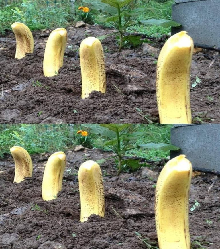 499732030 122195803064279931 42691138781321151 N
