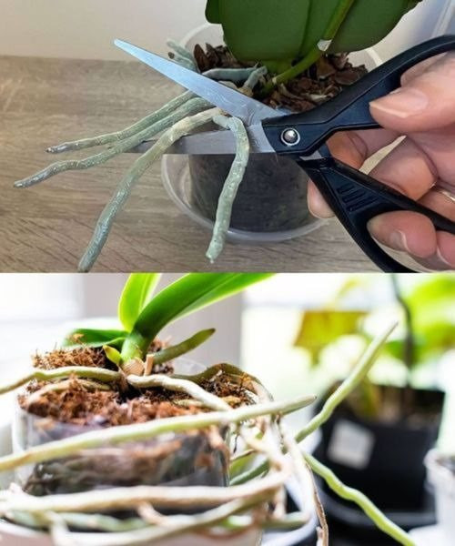 503207702 122197531598279931 6765363916551763783 N