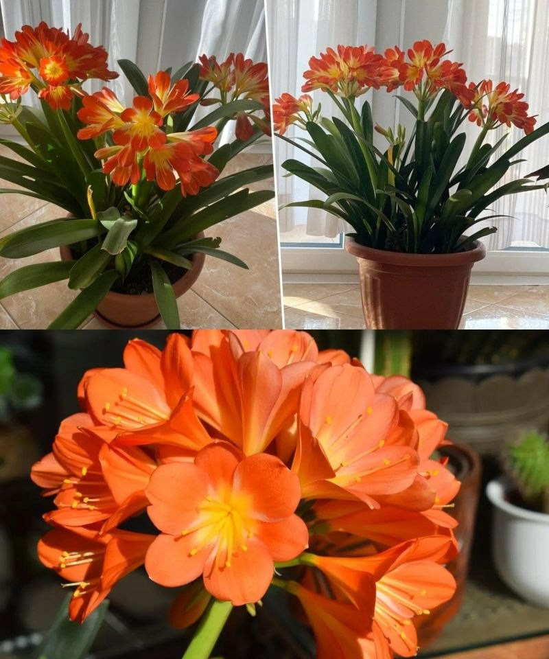 514235771 122202286346279931 2480788390407011436 N