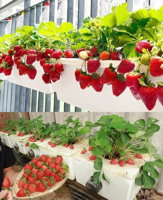 516542052 122203247804279931 7890573762066435637 N