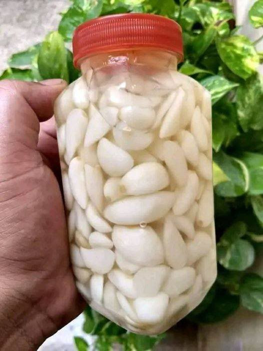 516578705 122203940126279931 1302892050130420044 N