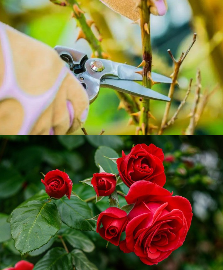 517174992 122203910462279931 7450675753955454710 N