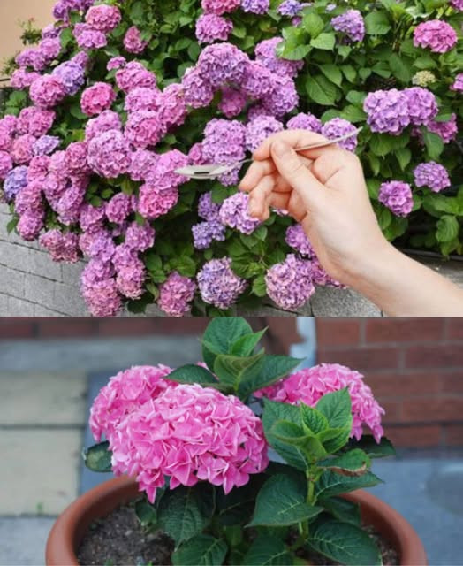 517584451 122204552492279931 5258387022264230243 N