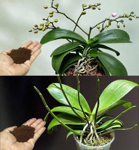 518172177 122203941392279931 2357920137389778221 N