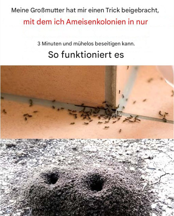 518188508 122204550944279931 237148229940765044 N