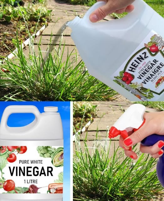 518240298 122204554670279931 1347209467456030591 N