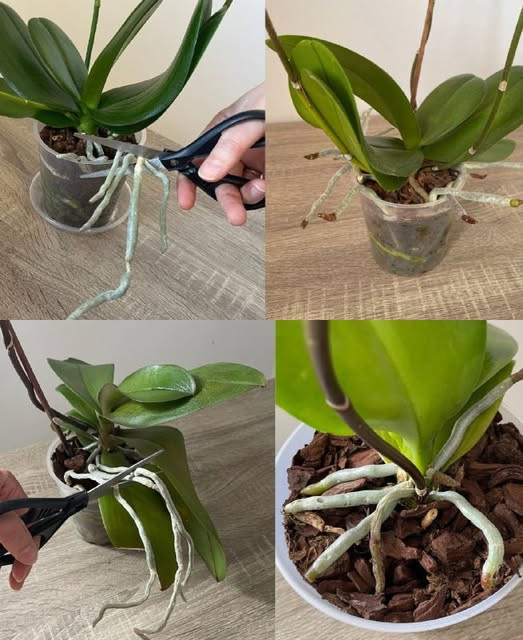 518286128 122204553536279931 5544982737567457870 N