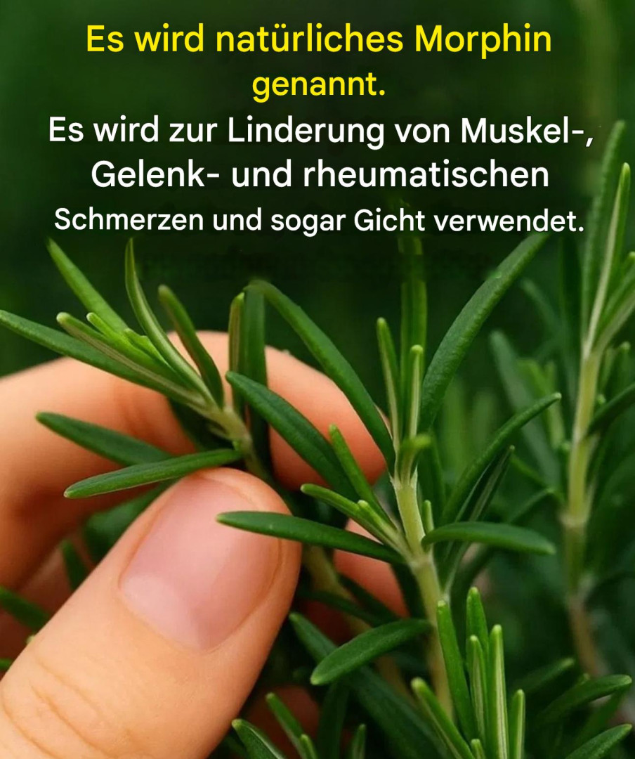 518317099 122204682278279931 4920531179596816266 N