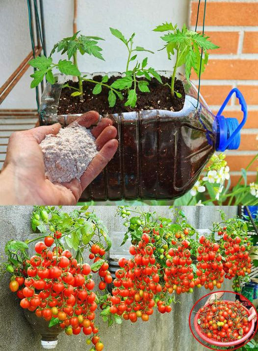 518338637 122204552984279931 6875748815919942427 N