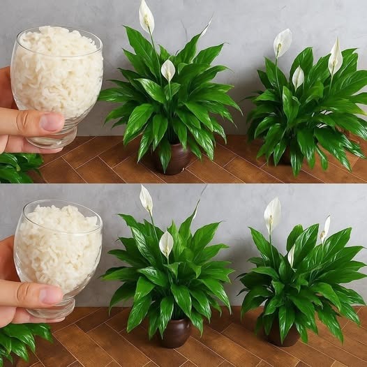 522140682 630050953445710 572007