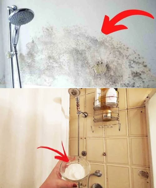 523946381 122206617980279931 974522229326343038 N