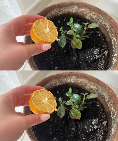 524710797 633781076406031 870163