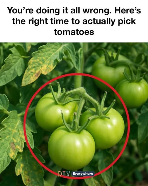 525004774 632947349822737 399322