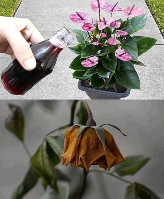 525112187 633894463061359 450520