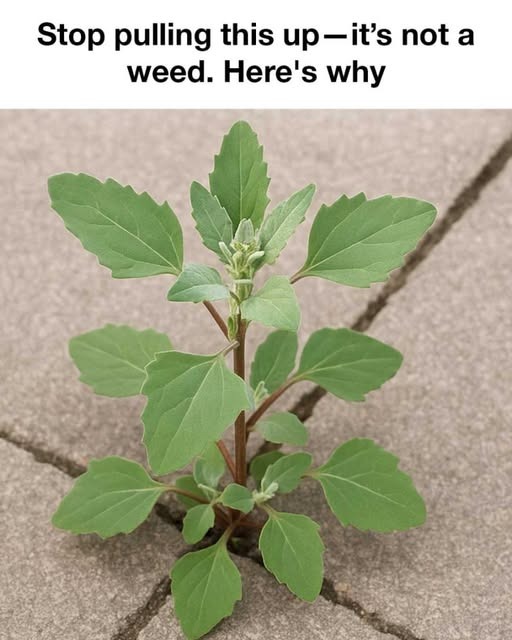 525968499 633721936411945 114396