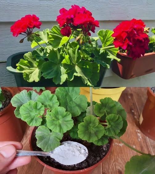 526879704 634613889656083 142942