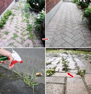 515506257 122211618656279931 8099621390090196609 N