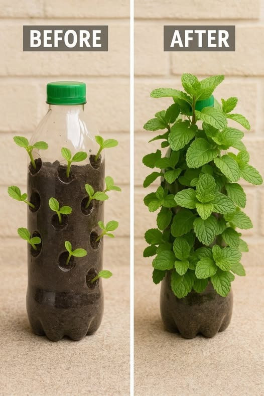 516003552 122263392644223641 3976018461103689243 N