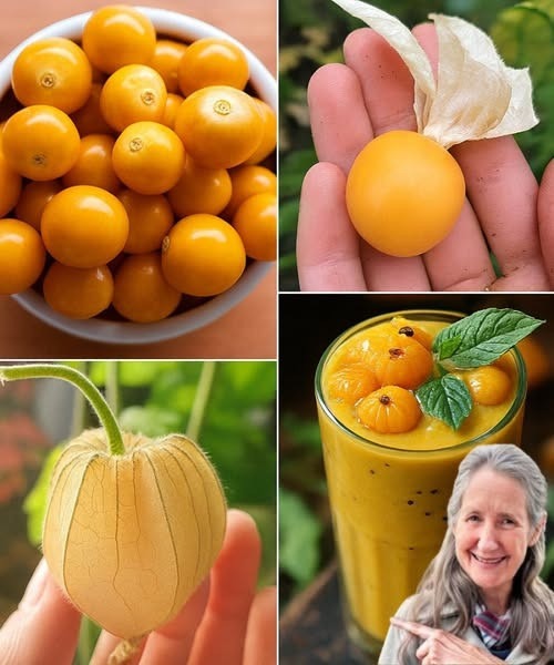 520866590 122262935234223641 396