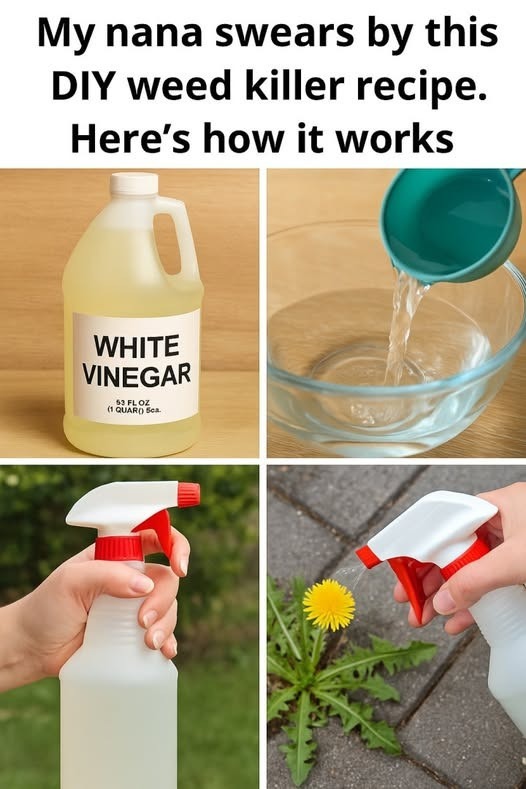 526190106 122259237932223641 195
