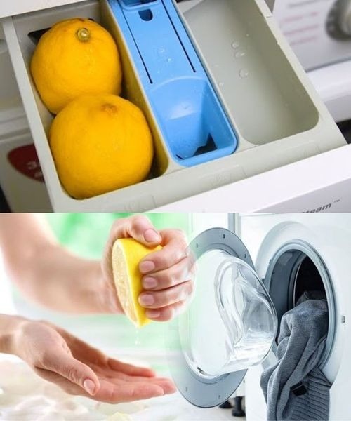 528366312 122260217186223641 131