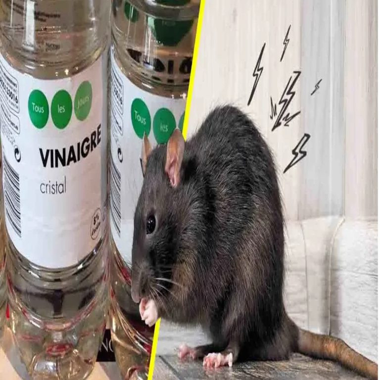 533982222 122210864420279931 3327999785903482981 N