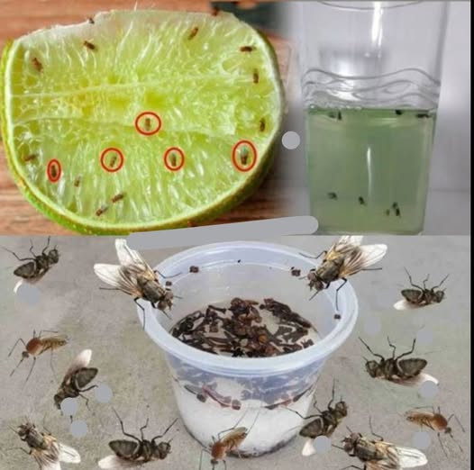 537368536 122211215936279931 3226821309078173687 N (1)