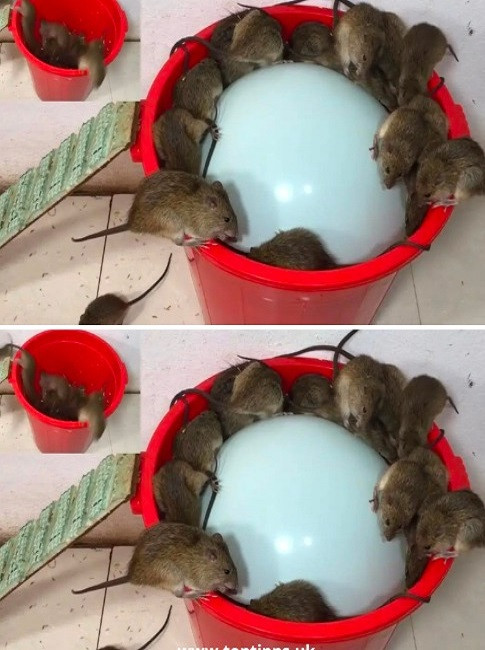 524656153 122212364426279931 6610220470527818201 N