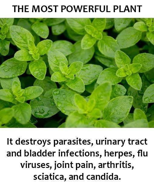 535476503 122263025540223641 3813136025829597308 N