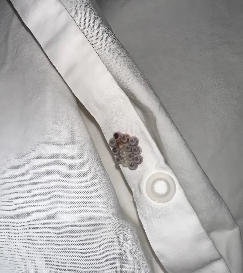 540683510 122212359812279931 4603038259427182201 N